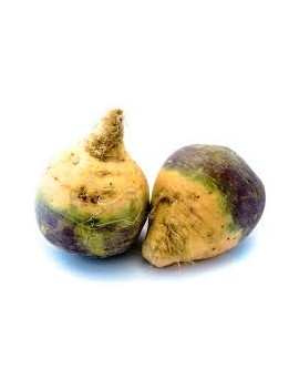 Rutabaga (5 kg) - cat....