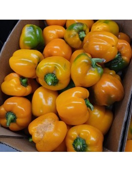 Poivron jaune - Les...