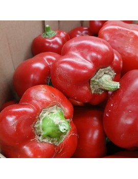 Poivron rouge - Les...