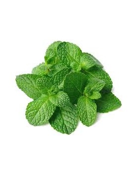 Menthe verte marocaine...