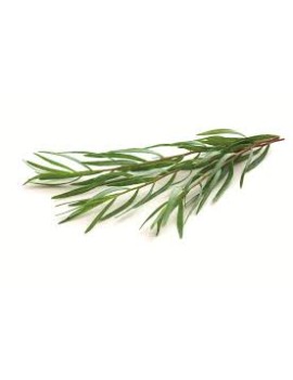 Estragon en pot - cat....