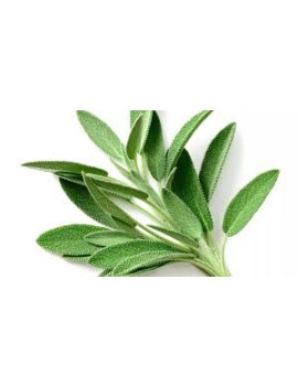 Sauge en pot (1 pc) -...