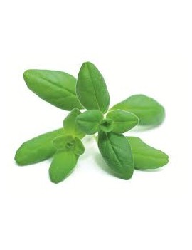 Oregano in pot - cat....