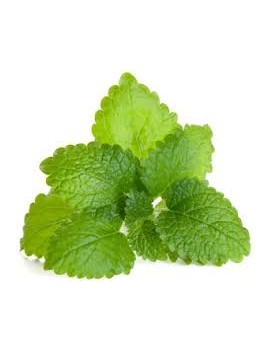 Citronnelle mélisse en...