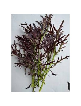 Feuilles de moutarde...