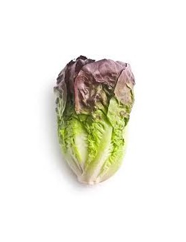 Mini rode romaine sla...