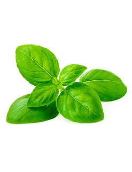 Basilicum in pot -...