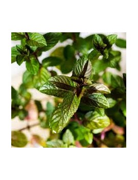 Menthe chocolat en pot...