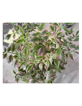 Persil plat tricolore...