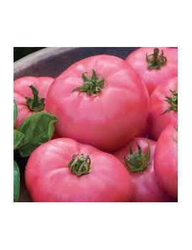 Tomate rose (6 kg) -...