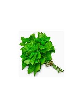 Menthe en botte (50...