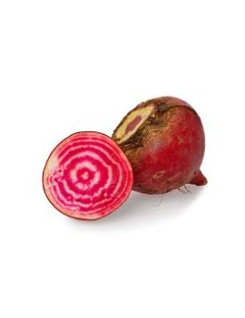 Betterave Chioggia (5...
