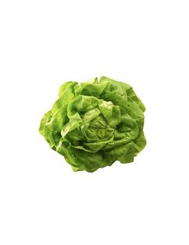 Laitue pommée verte (1...