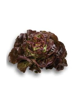 Laitue pommée rouge (1...
