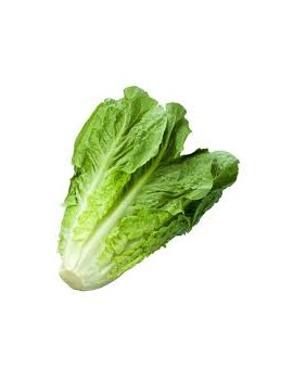 Laitue romaine (1 pc)...