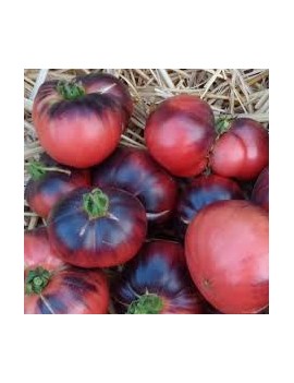 Tomates anciennes...