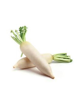 Radis Daikon (5 kg) -...