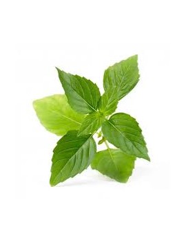 Thaise basilicum in...