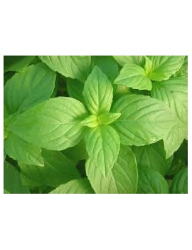 Basilic citron en pot...