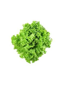 Batavia verte (1 pc) -...