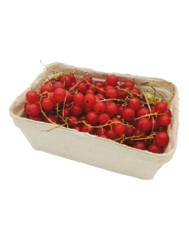 Groseille rouge (1 pc...