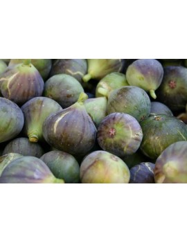 Figue Dauphine (3 kg)...