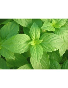 PRECO - Basilic citron...