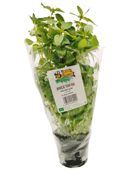 Basilic thaï en pot (1...