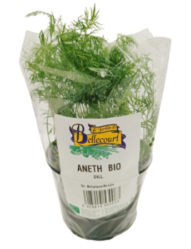 Aneth en pot (1 pc) -...