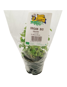 Oregano in pot (1 st)...