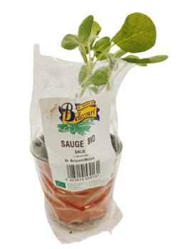 Salie in pot (1 st) -...