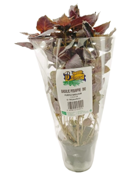 Basilic pourpre en pot...