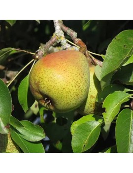 Poire Beurré de Mérode...