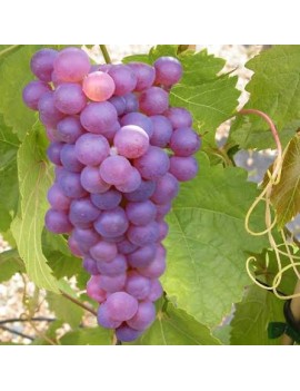 Raisin rose Chasselas...