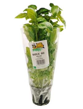 Basilicum in pot (1...