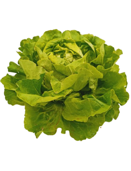 Laitue pommée verte (1...