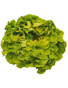Groene eikenbladsla (1...
