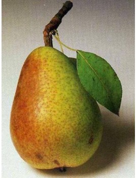 Poire Clapp's Favorite...