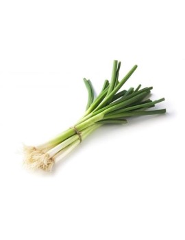 Pijpajuin (1 bos) -...
