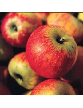 Pomme Reine des...
