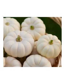 Courge Baby Boo (4 kg)...
