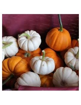 Patidou-pompoen (4 kg)...