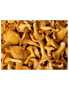 Champignon Girolle...