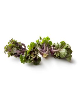 Orchidee-radicchio (6...