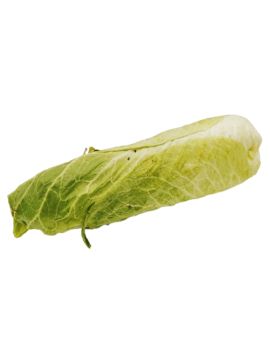 Chicorée Pain de Sucre...