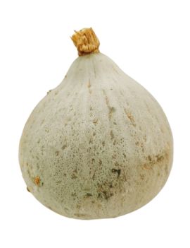 Courge Blue Ballet (12...