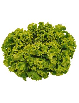 Groene bataviasla (1...