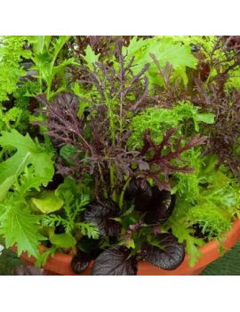 Aziatische mesclun (8...