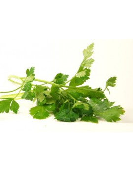 Persil plat (1 pc) -...