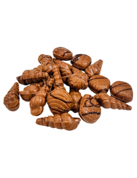 Fruits de mer chocolat...